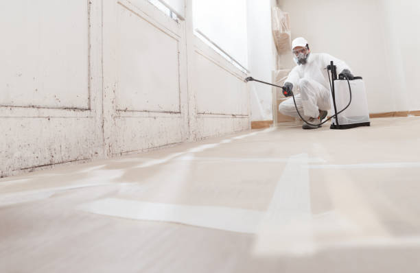 24/7 Emergency Basement Mold Removal experts in Nunn, CO
